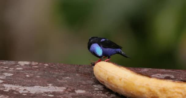 Small tropical bird in a rainforest, red-legged honeycreeper — Stock Video