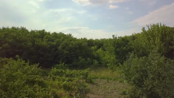 Yeşil yaz ağaçları İHA hava görüntüsü — Stok video
