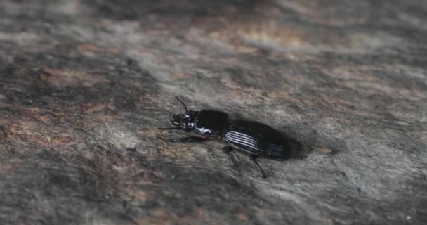 Bug arrastrándose sobre una roca — Vídeos de Stock