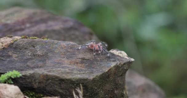 Tarântula pequena rastejando em uma floresta tropical — Vídeo de Stock