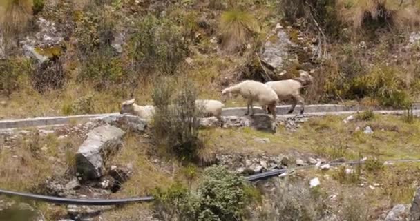 Овцы на горе — стоковое видео