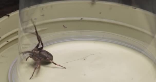 Spider gevangen onder plastic beker — Stockvideo