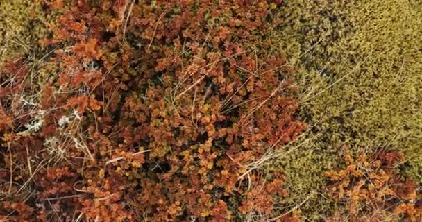 Wind bewegende planten in IJsland — Stockvideo