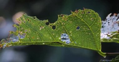 Eksik parçalarla ayrılır