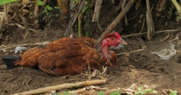 農村部の鶏 — ストック動画