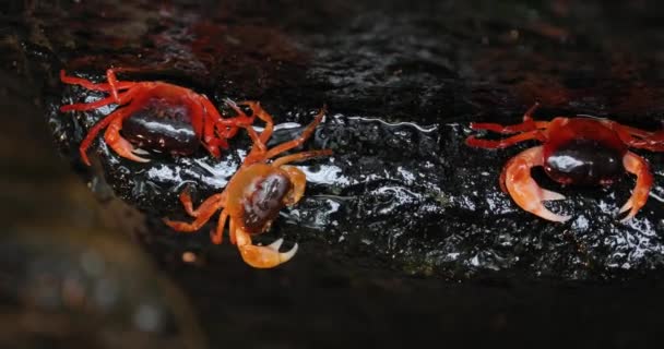 Japanese Freshwater Crab — Stock Video