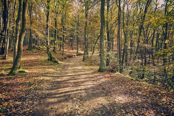 Ağaçlar arasında sonbahar ormanı yolu — Stok fotoğraf