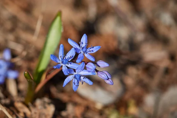 Малі блакитні квітки Scilla навесні. — стокове фото