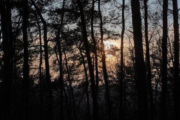Fenyőfák sziluettek naplementekor — Stock Fotó