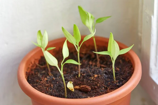 Cultivo de plantas pequeñas en casa — Foto de Stock