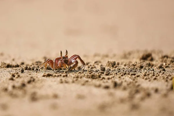 Krabí duch v písku — Stock fotografie
