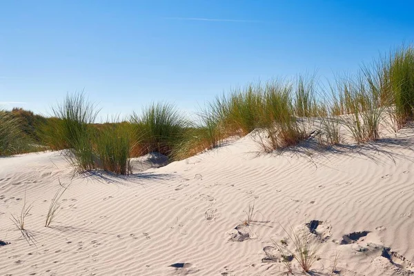 Zandduinen met gras — Stockfoto