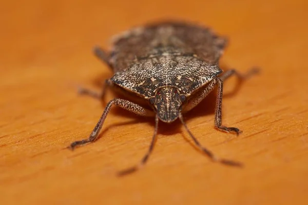 Stinkande bugg närbild — Stockfoto