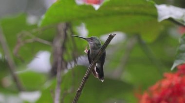Colibri yağmur ormanlarında bir dalda oturuyor.
