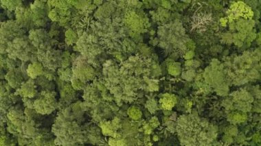Yağmur Ormanı, Lush Nemli Orman, İHA görüntüleri