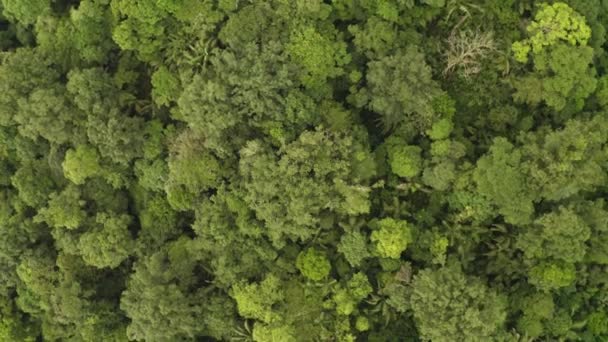 Selva tropical, exuberantes bosques húmedos, imágenes de aviones no tripulados — Vídeo de stock