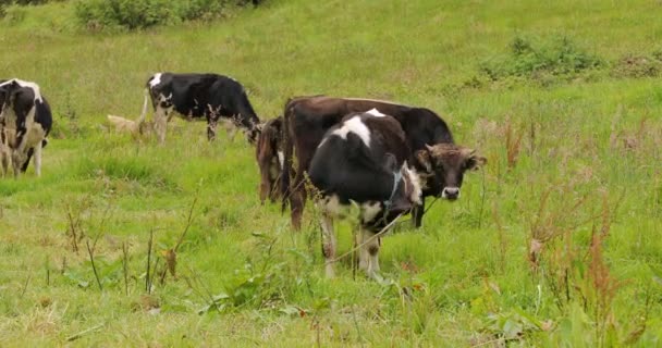 Cows grazing on a mountain field — Stock Video