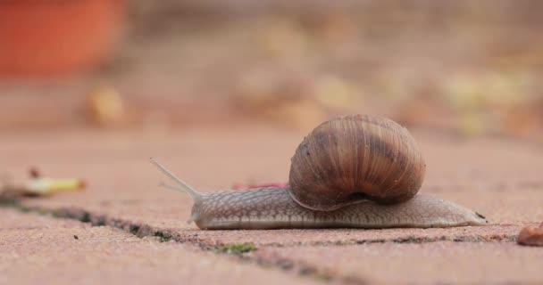 Schnecke kriecht auf dem Boden — Stockvideo