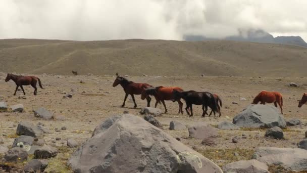 Hästar går runt i ett kargt landskap — Stockvideo