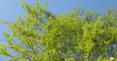 Rüzgarda yemyeşil ağaç tepesi