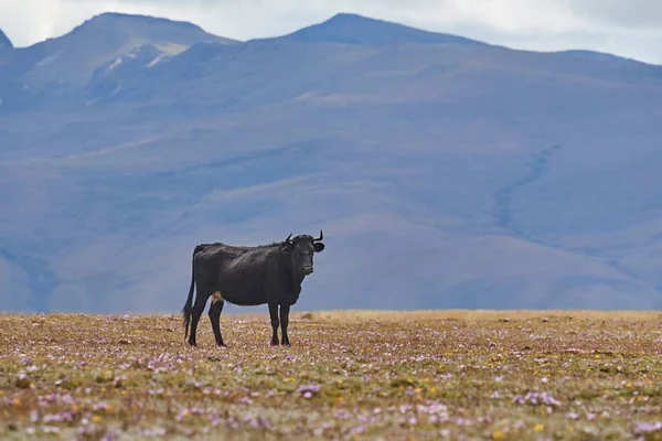 畑の上に立つ雄牛 — ストック写真