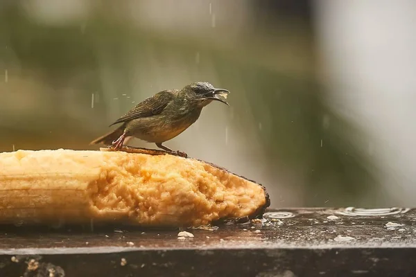 Petit oiseau tropical dans une forêt tropicale, mielleux à pattes rouges — Photo