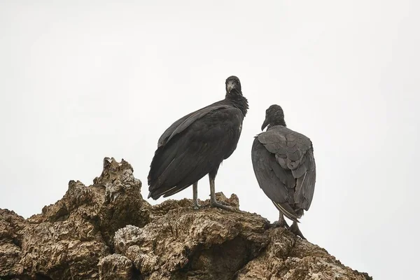 Black vultures on a cliff — Stock Photo, Image