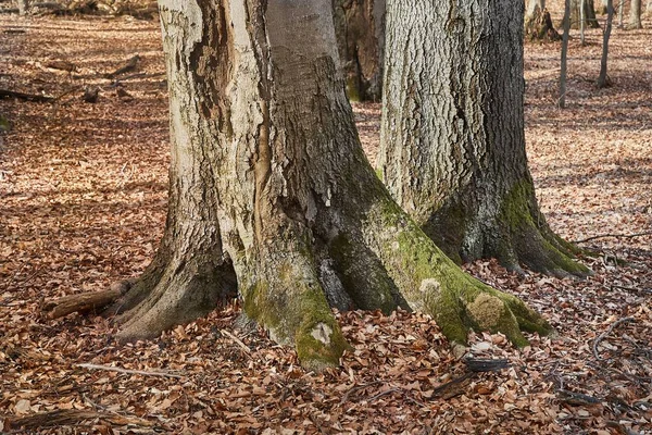 Tronco de árbol en otoño — Foto de Stock