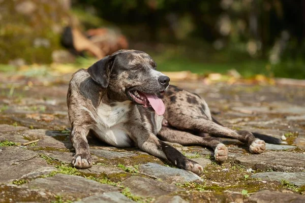 Dog panting heavily in heat — Stock Photo, Image