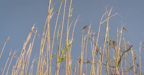 Reed nad jeziorem — Wideo stockowe