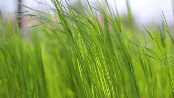 Zielona trawa łąka szeleszcząca w zwolnionym tempie wiatru — Wideo stockowe