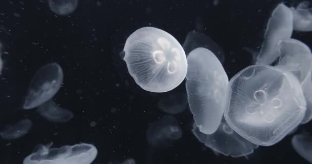 Medusas a la deriva Fondo — Vídeo de stock