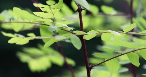 Зелене листя свіже весною. — стокове відео