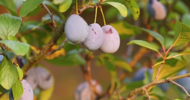 Plum tree closeup — Stock Video