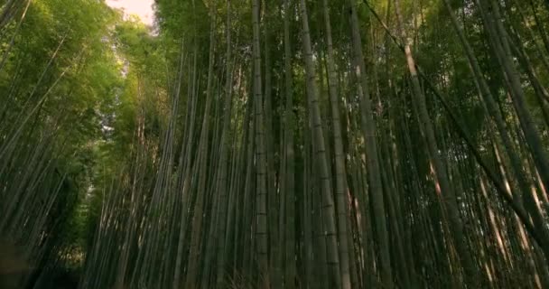 Bosque de bambú de Kyoto, inclínese hacia arriba — Vídeos de Stock