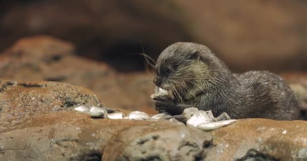 Peixe comedor de lontra — Vídeo de Stock