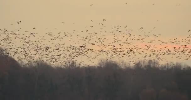 Veel ganzen vliegen — Stockvideo