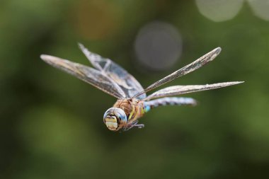 Dragonfly in flight clipart