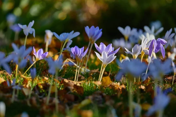 Flowers in breeze — Stock Photo, Image