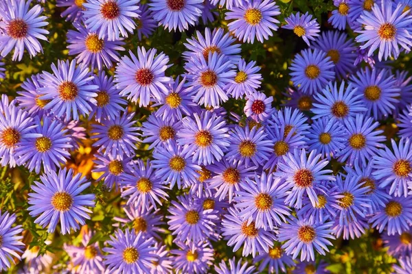 Small Prurple Flowers — Stock Photo, Image