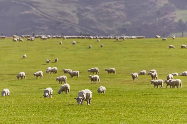 Schapen in het gras — Stockfoto