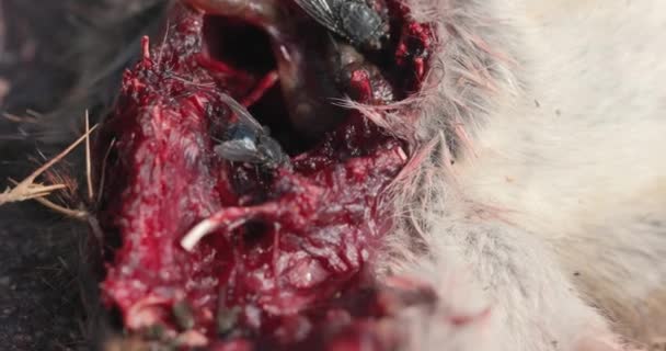 Мертвая мышь открытая мясистая рана с мухами входящими — стоковое видео