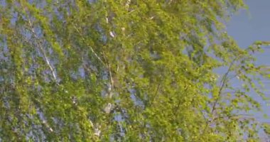 Rüzgarda yemyeşil ağaç tepesi