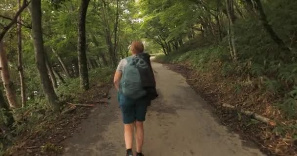 Caminata brumosa por el bosque — Vídeo de stock