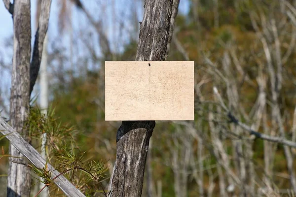 Бланшируйте знак в лесу, добавьте свой текст — стоковое фото