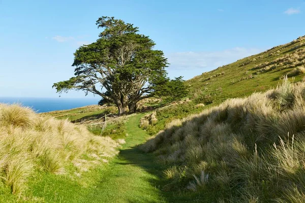 Prachtig groen landschap in Nieuw Zeeland — Stockfoto