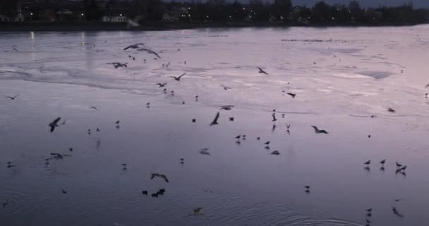 Pássaros em torno de um leke congelado no escuro — Vídeo de Stock