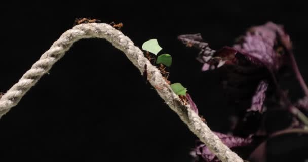 Leafcutter mieren op het werk — Stockvideo