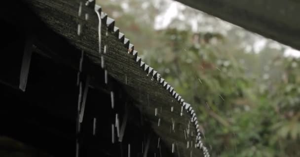 Bir parkta yağmur — Stok video