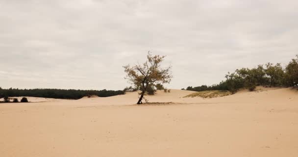 Paysage des dunes de sable avec un peu de végétation — Video